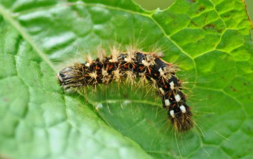 Acronicta rumicis